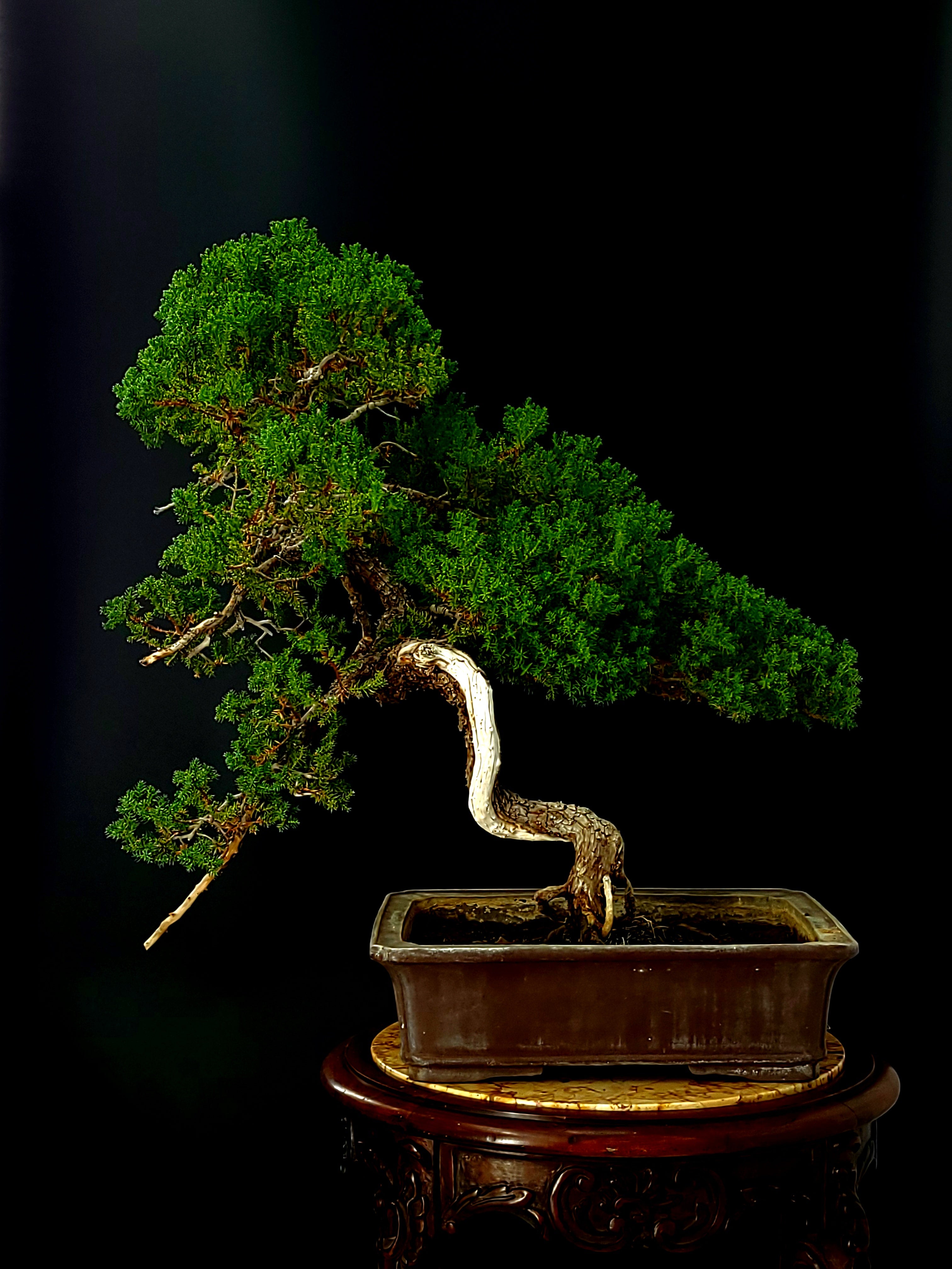 Next Day Bonsai