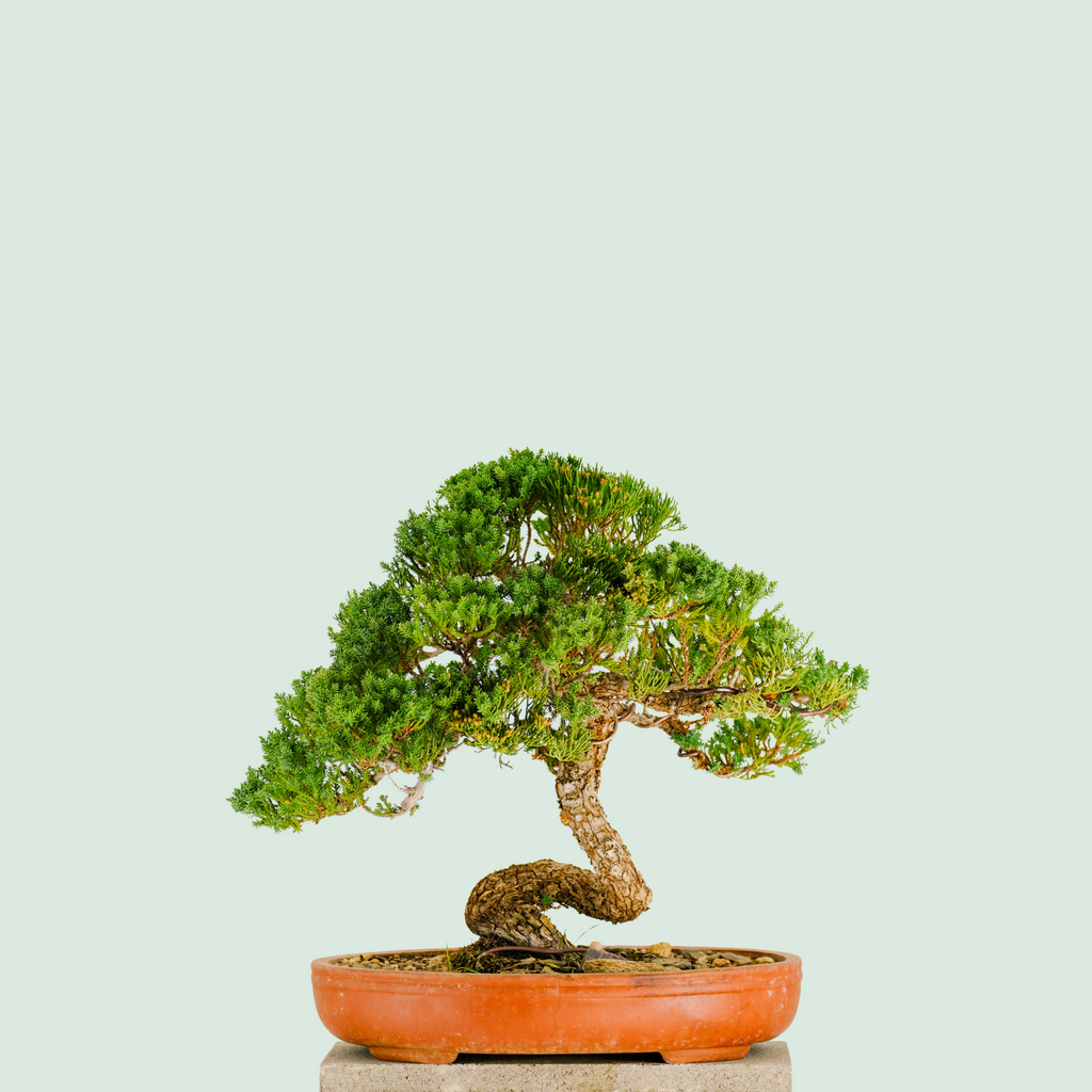 Nana bonsai_51.png?v=1742338902&