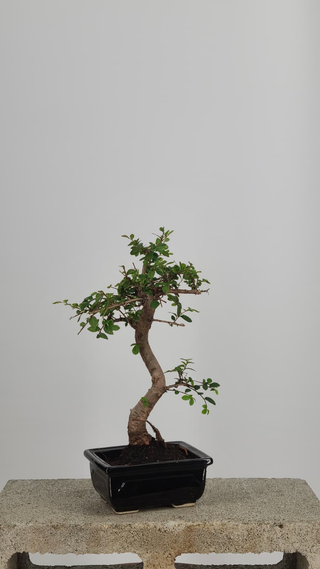 Chinese Elm bonsai #201 — front angle on gray backdrop