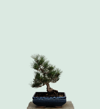 black pine bonsai tree for sale CORK BLACK PINE – Next Day Bonsai