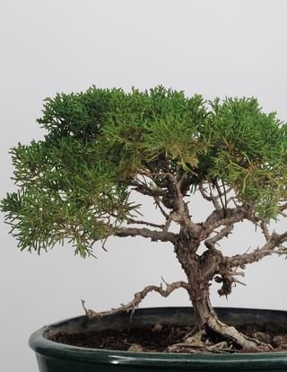 Specimen Shimpaku Juniper 15 years old