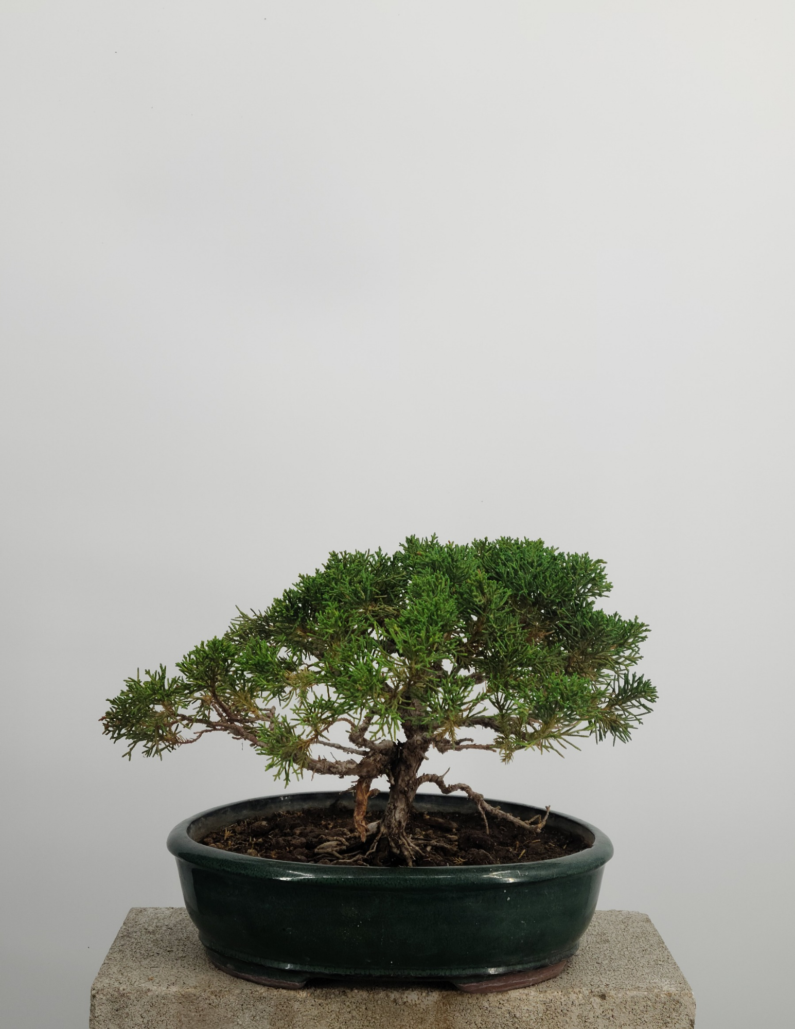shimpaku juniper bonsai tree for sale Specimen Shimpaku Juniper 15 years old – Next Day Bonsai