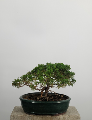 Specimen Shimpaku Juniper 15 years old
