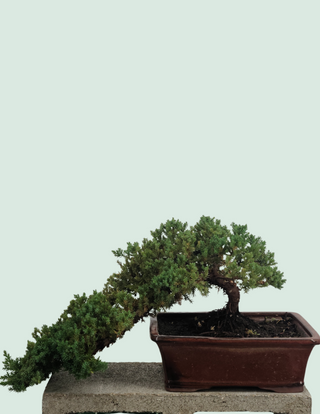 Nana Juniper cascade style