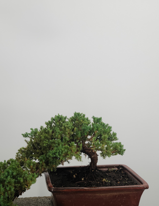 Nana Juniper cascade style