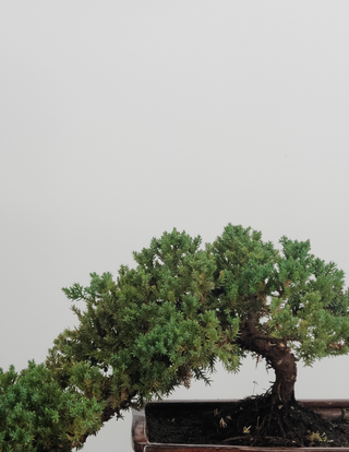 Nana Juniper cascade style