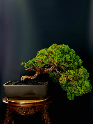 25 YEAR SAN JOSE JUNIPER RECTANGLE POT