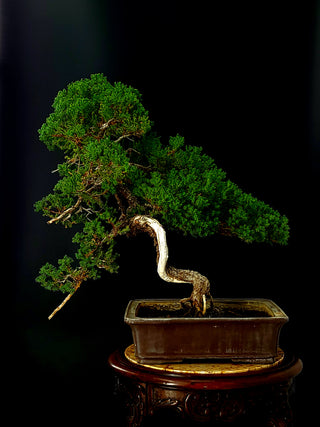 Specimen Nana Juniper Bonsai Tree 26”
