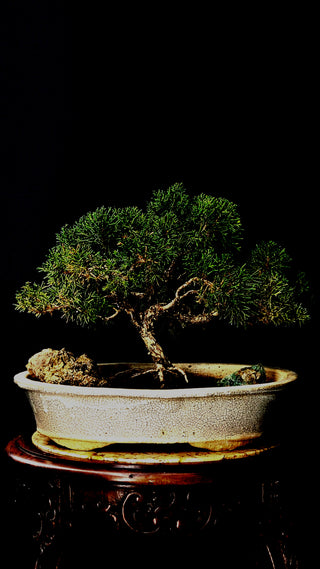 Specimen Shimpaku Juniper 10”