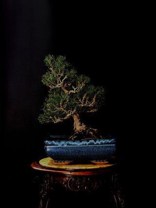bonsai tree cork CORK BLACK PINE – Next Day Bonsai