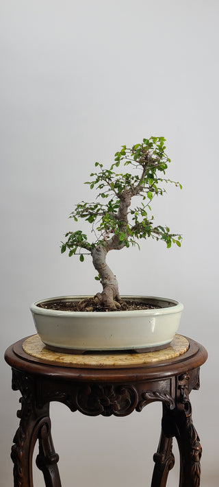 Medium Chinese Elm Oval Pot 14 inch