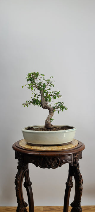 Medium Chinese Elm Oval Pot 14 inch