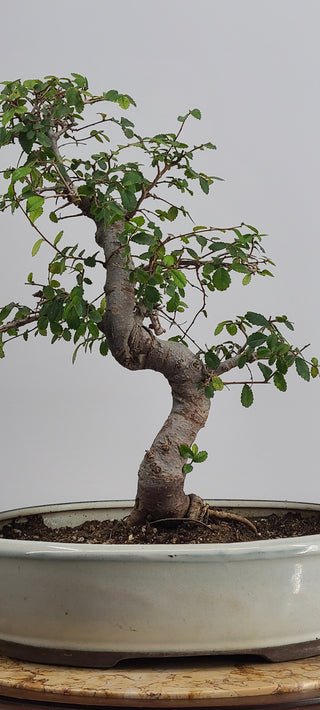 Medium Chinese Elm Oval Pot 14 inch