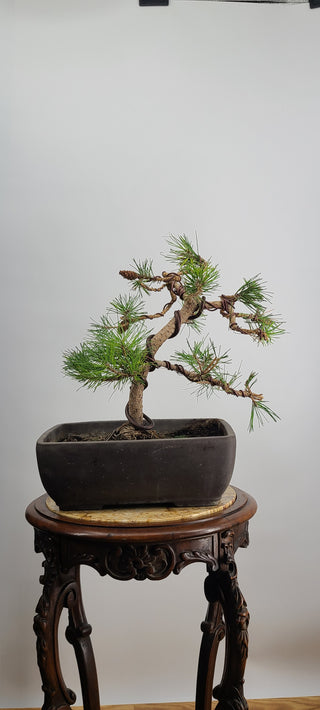 Black Pine Medium Rectangle pot 15 Inch