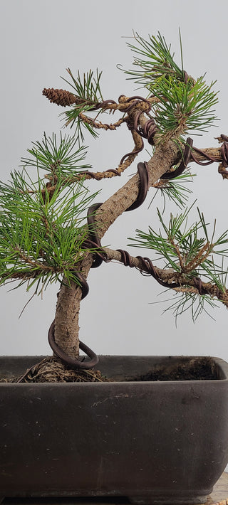 Black Pine Medium Rectangle pot 15 Inch