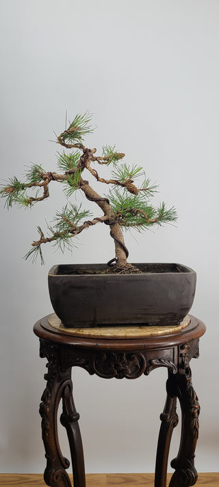 Black Pine Medium Rectangle pot 15 Inch