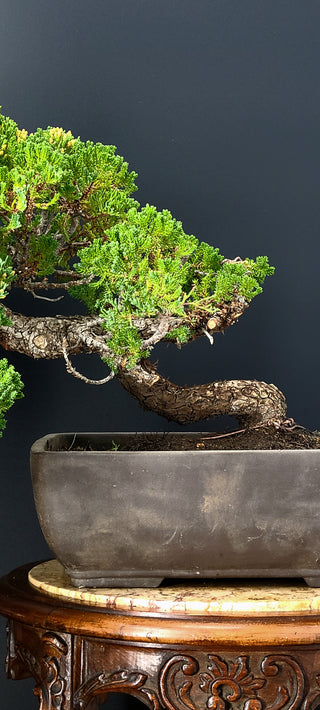 25 YEAR SAN JOSE JUNIPER RECTANGLE POT