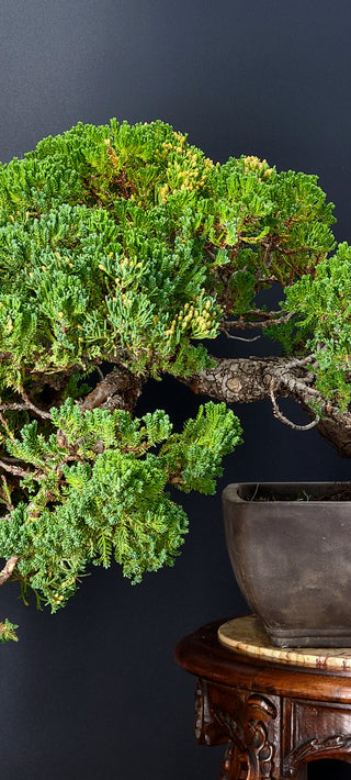 25 YEAR SAN JOSE JUNIPER RECTANGLE POT