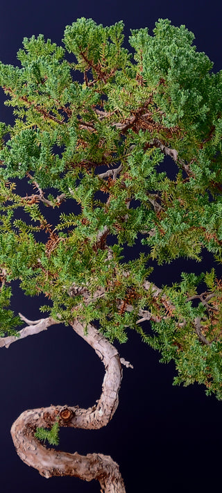 NANA JUNIPER 20 YEAR