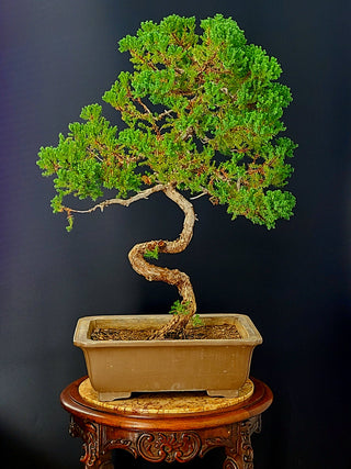 NANA JUNIPER 20 YEAR