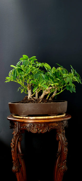 SCHEFFLERA  MULTI TRUNK TROPICAL 12 YEAR INDOOR/OUTDOOR