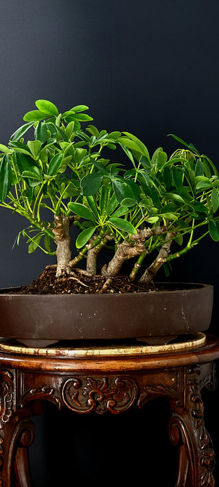SCHEFFLERA  MULTI TRUNK TROPICAL 12 YEAR INDOOR/OUTDOOR