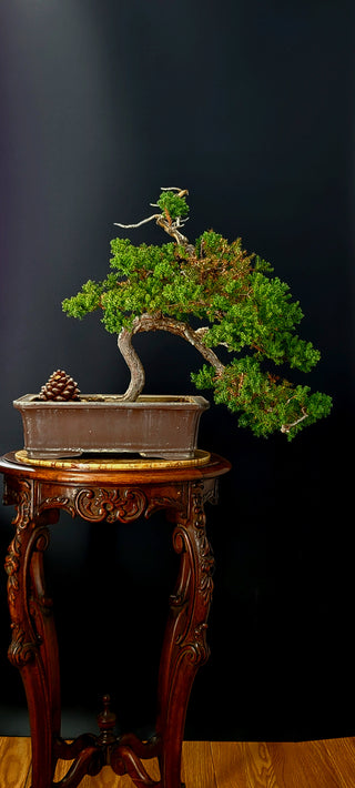 NANA JUIPER MEDIUM 14 YR STAMPED KOREAN POT