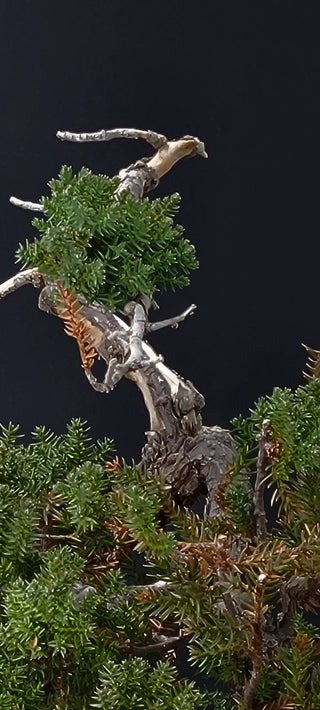 NANA JUNIPER MEDIUM 14 YR STAMPED KOREAN POT