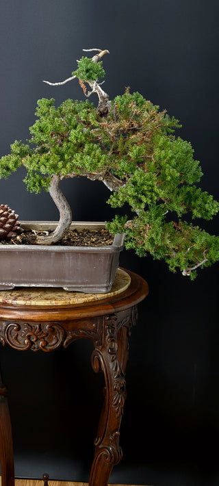 NANA JUNIPER MEDIUM 14 YR STAMPED KOREAN POT