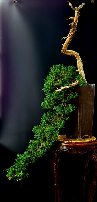 Specimen Nana Juniper Bonsai Tree 48” (Base of Pot to Top of Bonsai)