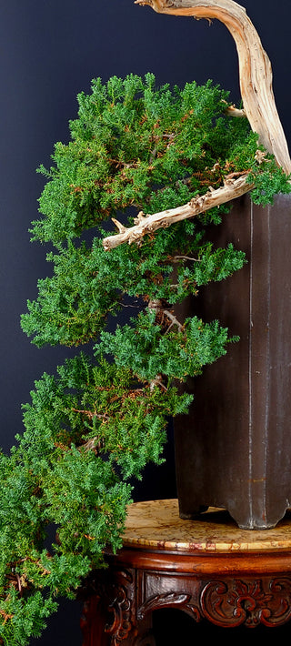 cascading juniper bonsai tree Specimen Nana Juniper Bonsai Tree 48” (Base of Pot to Top of Bonsai) – Next Day Bonsai