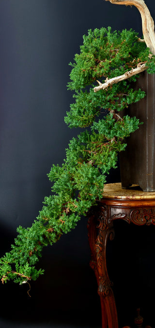 Specimen Nana Juniper Bonsai Tree 48” (Base of Pot to Top of Bonsai)