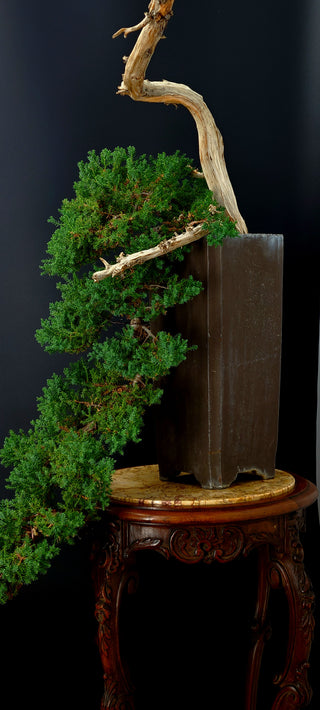 Specimen Nana Juniper Bonsai Tree 48” (Base of Pot to Top of Bonsai)