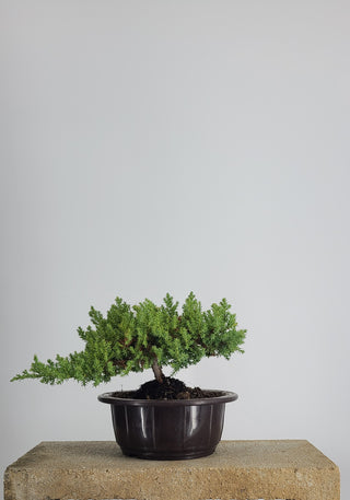 SMALL NANA JUNIPER IN ROUND TRAINING POT