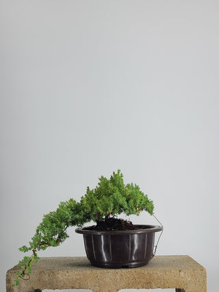 SMALL NANA JUNIPER CASCADE IN TRAINING POT