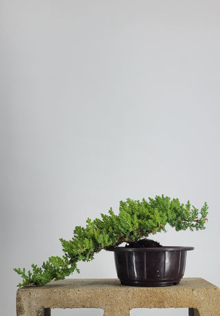 SMALL NANA JUNIPER CASCADE IN TRAINING POT