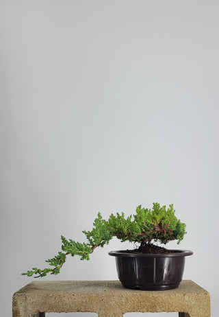 SMALL NANA JUNIPER CASCADE IN TRAINING POT