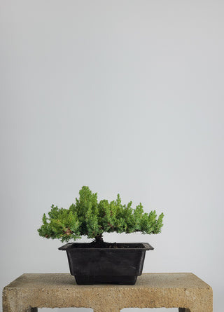 SMALL NANA JUNIPER IN TRAINING POT