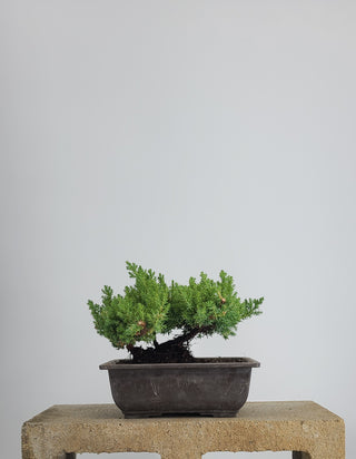 SMALL MULTI TRUNK NANA JUNIPER IN TRAINING POT