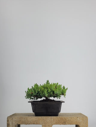SMALL NANA JUNIPER IN TRAINING POT