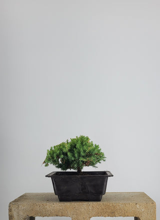 SUPER SMALL NANA JUNIPER IN TRAINING POT
