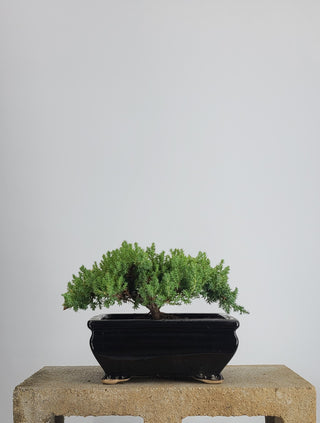 MEDIUM NANA JUNIPER IN CERAMIC POT