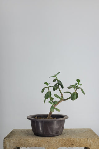 SMALL JADE SUCCULENT IN TRAINING POT