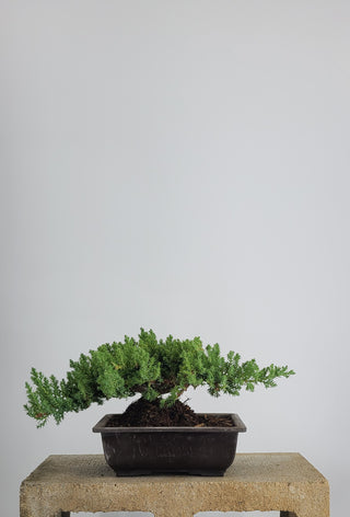 MEDIUM NANA JUNIPER IN TRAINING POT