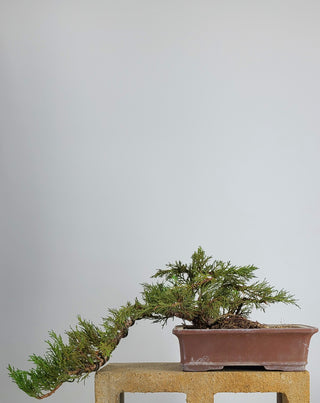 MEDIUM SHIMPAKU JUNIPER CASCADE IN CERAMIC POT