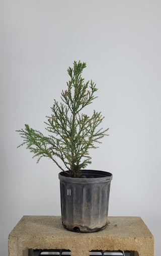 GIANT SEQUOIA PRE BONSAI 1 GALLON