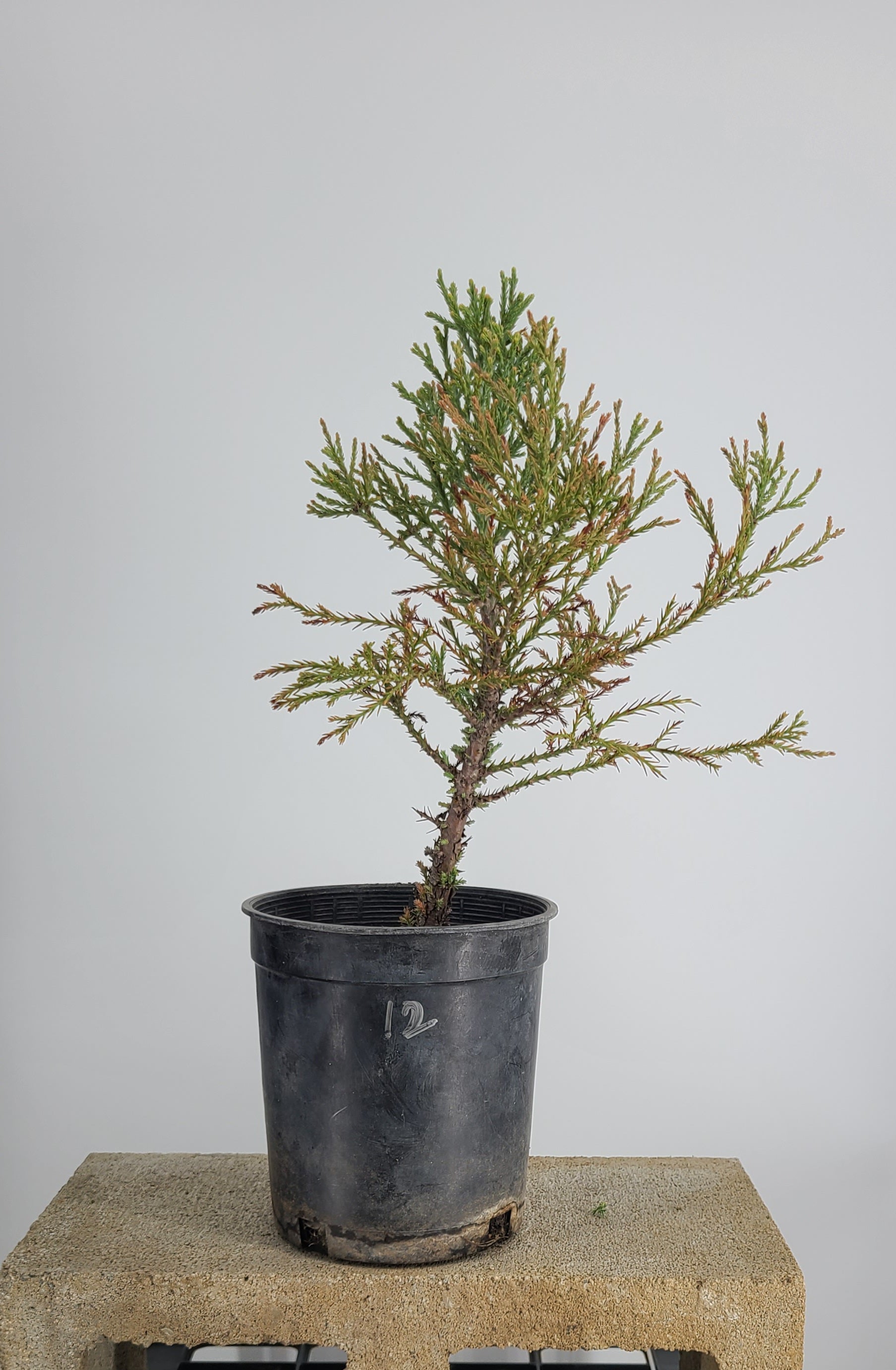 giant sequoia bonsai tree GIANT SEQUIOA PRE BONSAI 1 GALLON – Next Day Bonsai