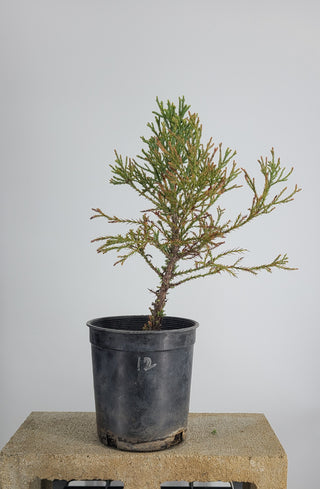 GIANT SEQUIOA PRE BONSAI 1 GALLON