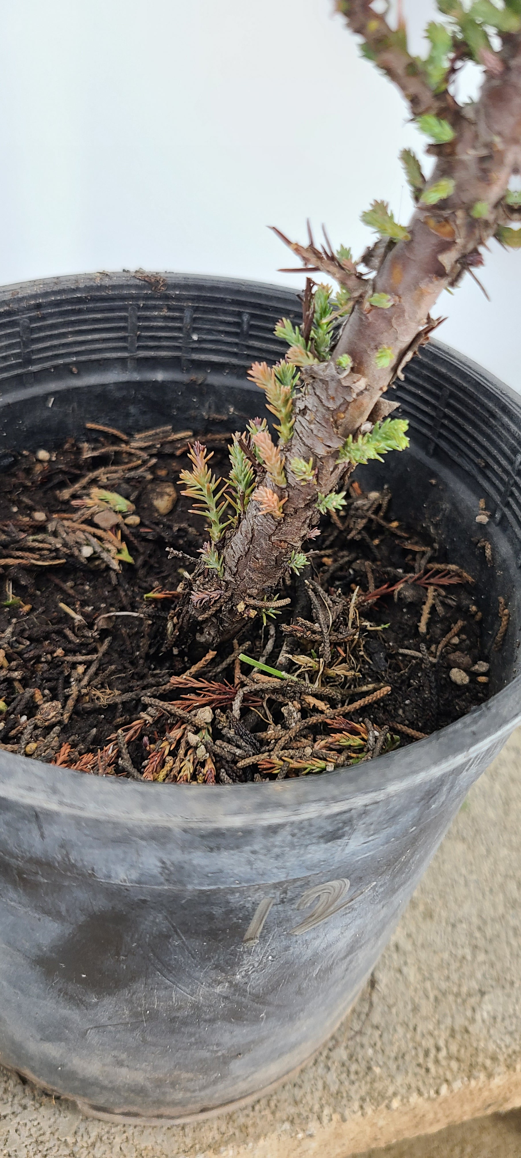 sequoia bonsai tree for sale GIANT SEQUIOA PRE BONSAI 1 GALLON – Next Day Bonsai