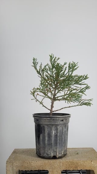 GIANT SEQUIOA PRE BONSAI 1 GALLON